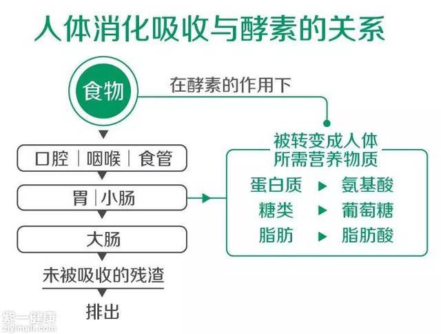 酵素作用与功效是什么