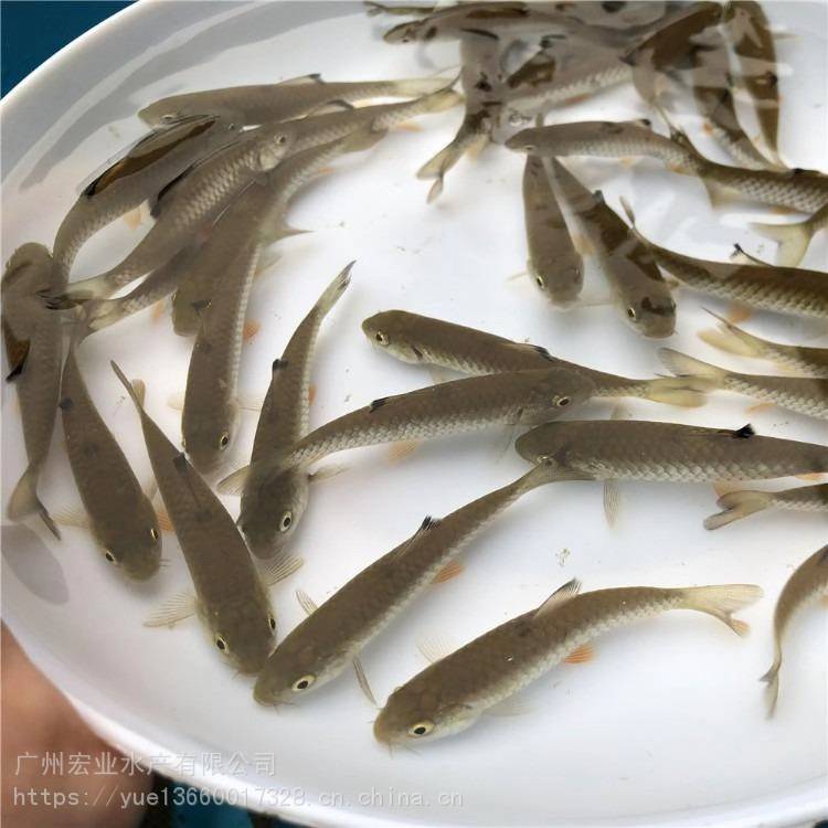 粗鳞鱼的做法大全家常