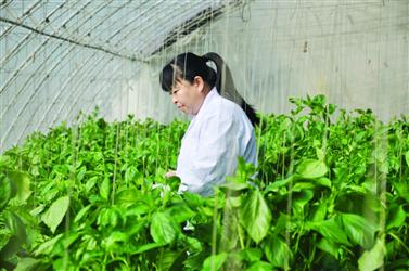 专业技师通过皇冠球网下载安装上门检修