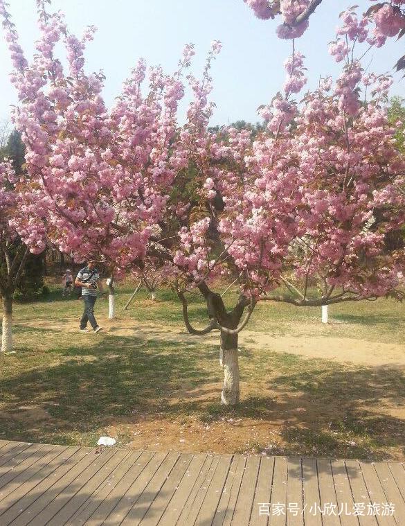 大连樱花园房价