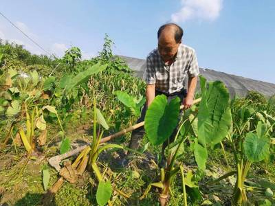 奉化芋艿多少一斤