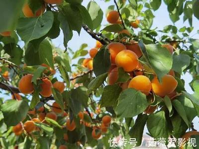 家里种杏树好不好