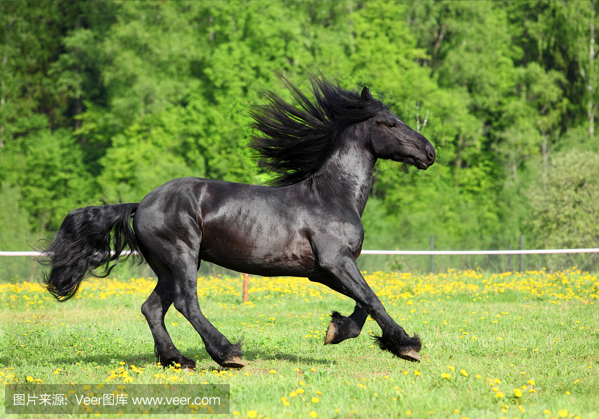 黑马图片高清图片