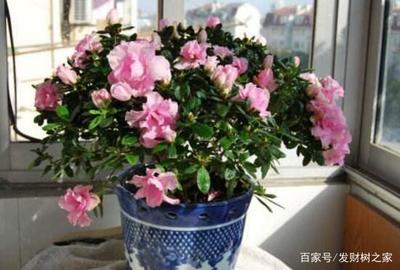 杜鹃花能放卧室吗