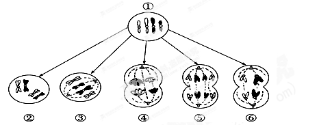 体细胞有多少基因