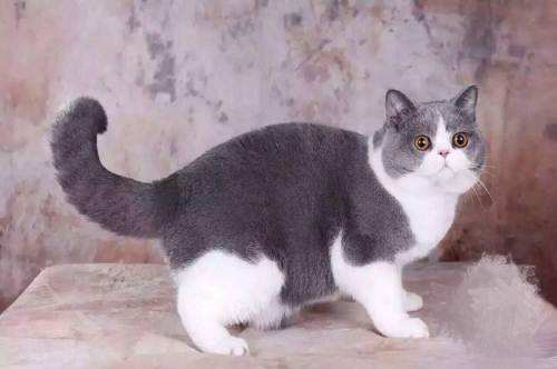 属狗的人适合养猫吗