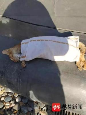 猫口吐白沫是怎么回事
