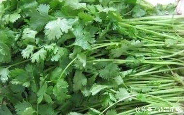 怀孕不能吃香菜