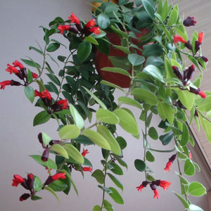 室内垂吊植物