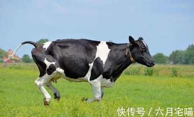 牛年是哪几年今年多大