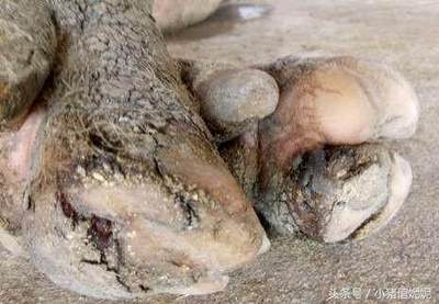 猪裂蹄病怎么治疗