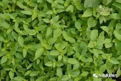 坐月子能喝板蓝根吗
