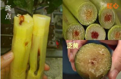 咳嗽能吃酒糟吗