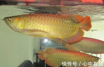 （parasaurolophus求養(yǎng)魚經(jīng)驗(yàn)） 觀賞魚論壇