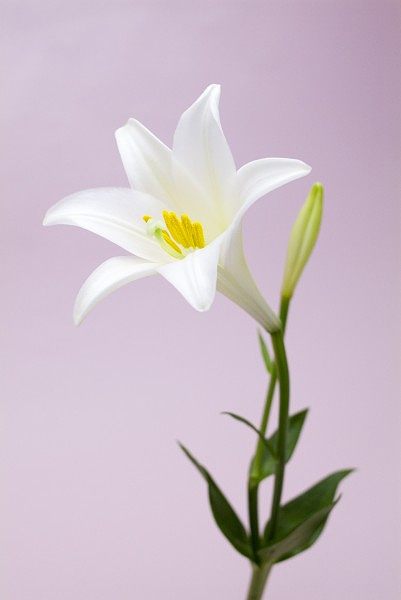炖百合做法大全家常做法