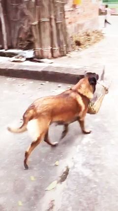 给狗取名字