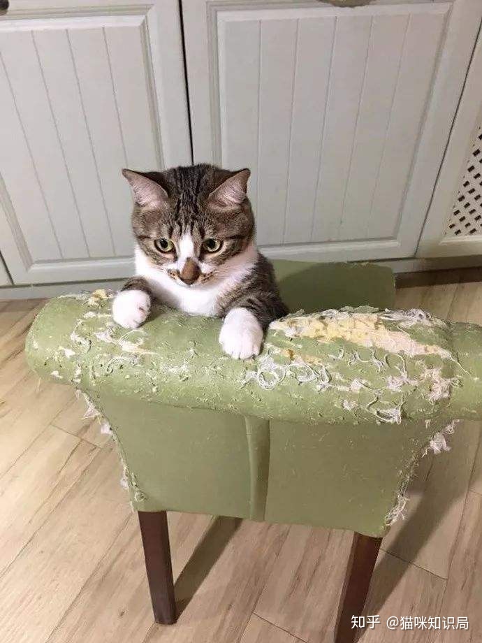 猫咪喜欢抓沙发怎么办