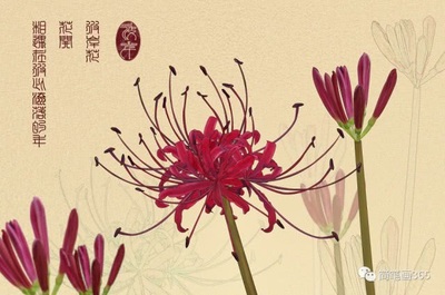 彼岸花简笔画