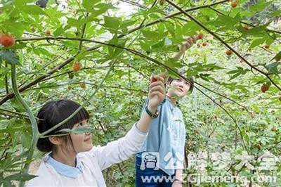 周公解梦梦见摘果子