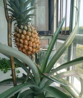 一棵菠萝能长几个
