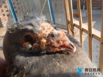 鸽子长痘怎么治疗