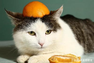 布偶猫可以吃水果吗,猫最喜欢的20种食物