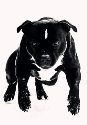 为什么要创造比特犬