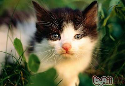 猫咪起名字大全