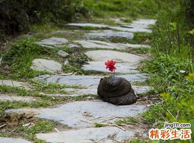 做梦梦到牛粪
