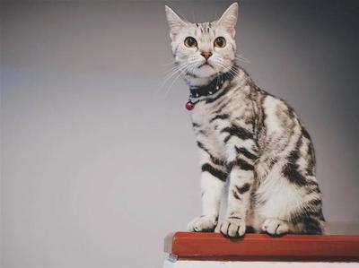 美短猫取名字大全
