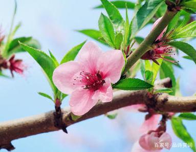 春暖花开的寓意是什么