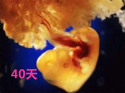 怀孕40天孩子多大
