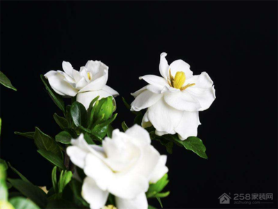 栀子花可以放在卧室吗