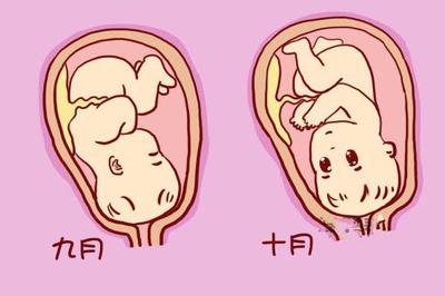 37周胎儿发育标准