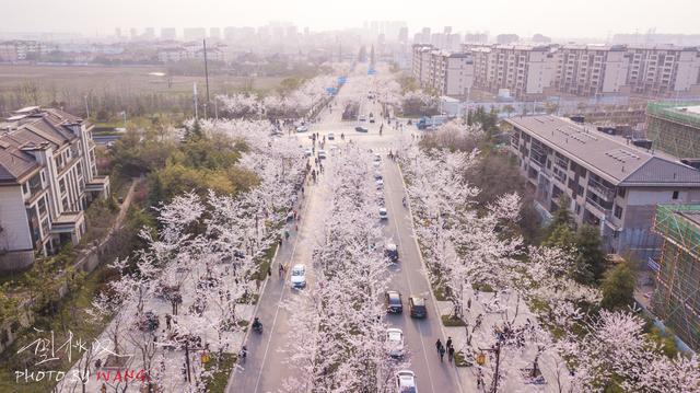 扬州樱花大道在哪里