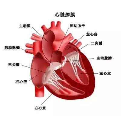 动脉扩张怎么治疗