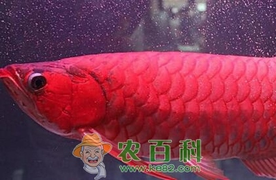 恐龍魚(yú)與金龍混養(yǎng)好嗎， 恐龍魚(yú)與金龍混養(yǎng)好嗎視頻