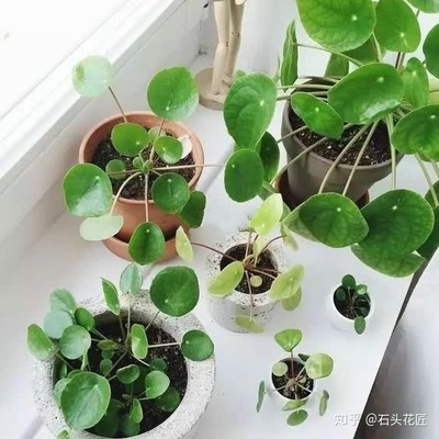铜钱草可以放在卧室吗