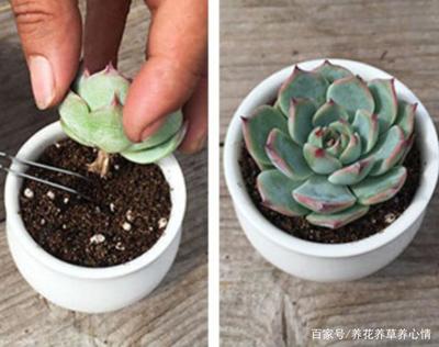 多肉植物怎么养植
