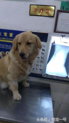 母狗起名