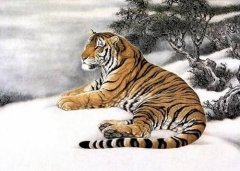 属虎的生什么属相的宝宝好