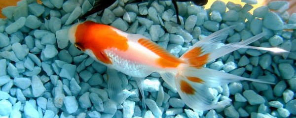 家中养什么鱼风水好