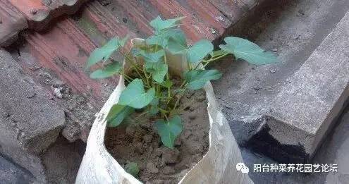阳台红薯盆栽怎么种