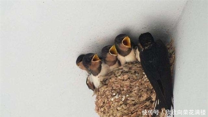 燕子窝风水