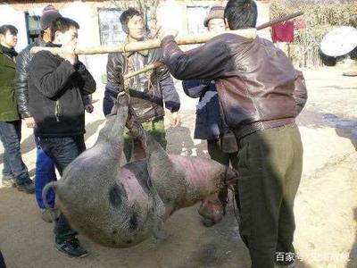 杀猪犯法吗