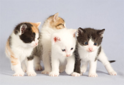 猫咪怀孕注意什么