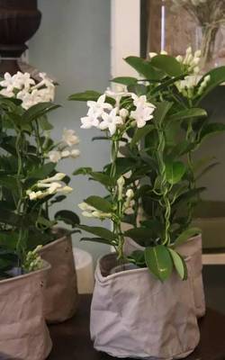 什么花可以放卧室