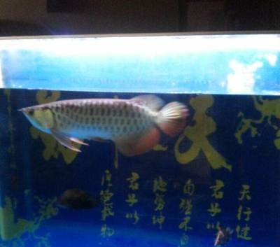 金魚(yú)缸裝飾圖片欣賞視頻教程（金魚(yú)缸裝飾圖片欣賞視頻教程大全）