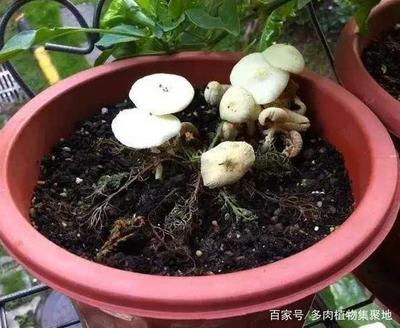 怎么样种蘑菇