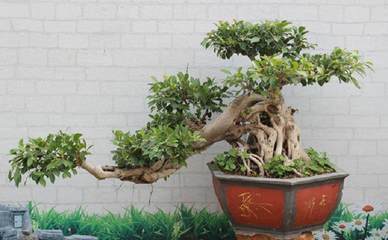 榕树盆景干枯树枝处理